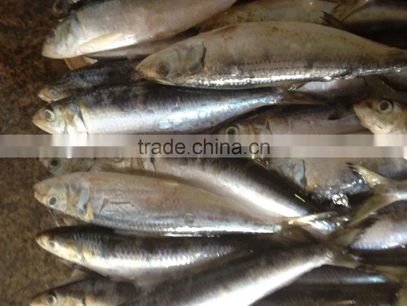 high quality best price whole round new fishing frozen sardine.