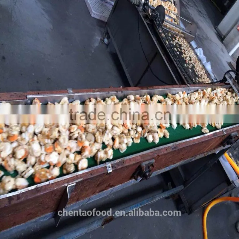 Shandong Shidao Chlamys Scallops