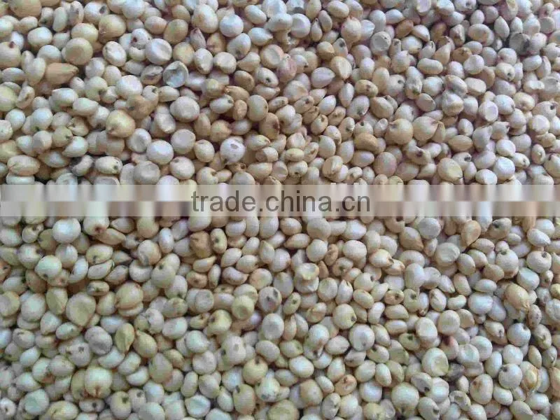 Sorghum