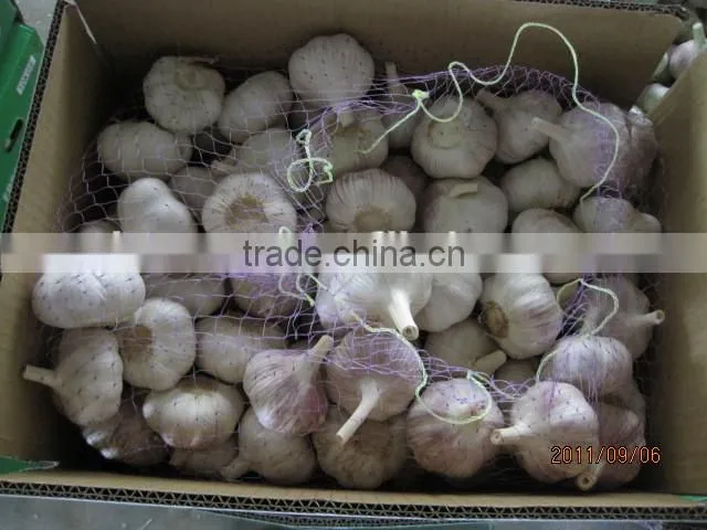 China natural fresh garlic price from Cold Storage