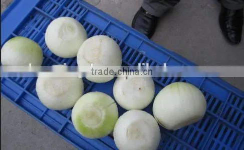 onion processing plants,commercial onion peeler with cut tuber machine