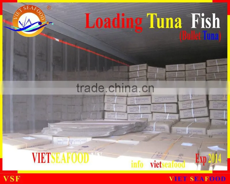 LOADING WHOLE ROUND BULLET TUNA