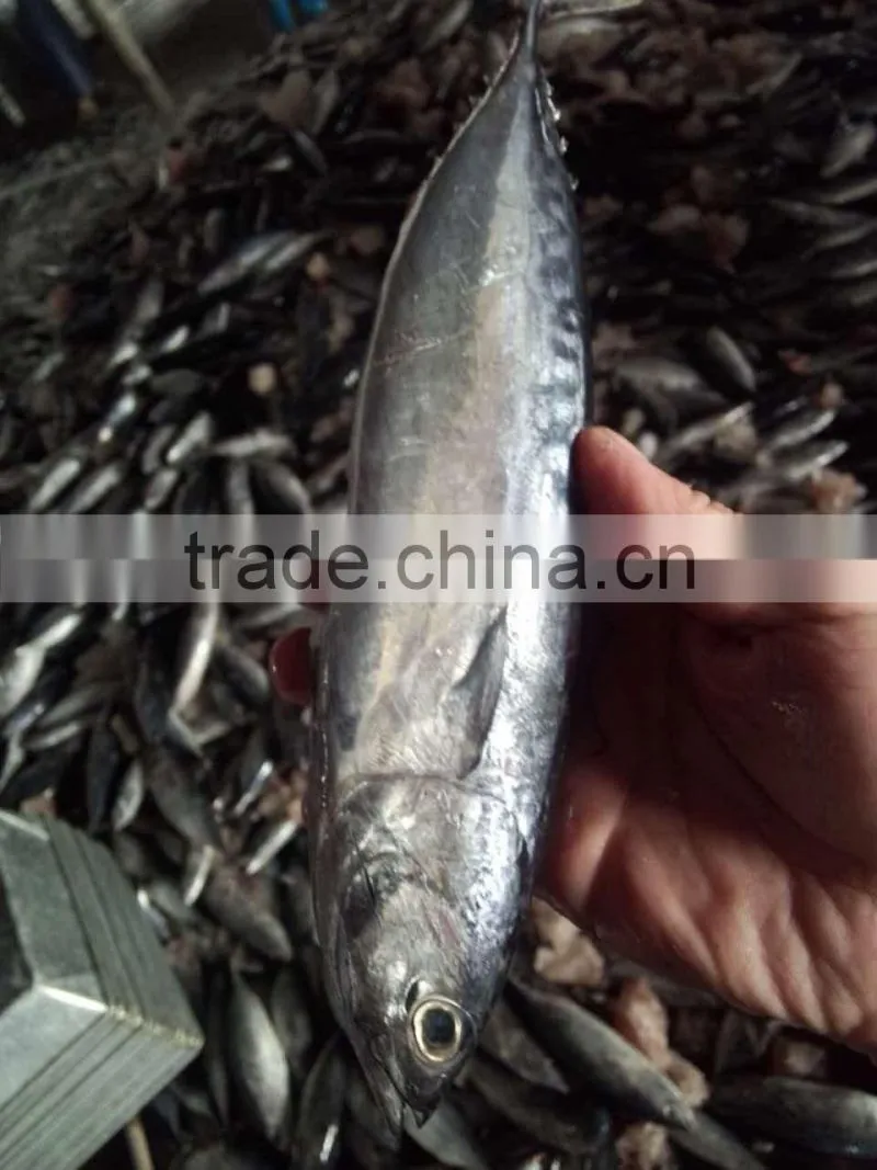 2015 frozen bonito whole round 300-500g/pc for marketing