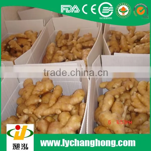 2015 new crop Shandong origin fresh gingers