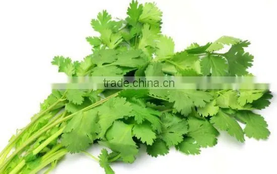 Pure Coriander Oil For Export | 100% Natural Coriander Oil
