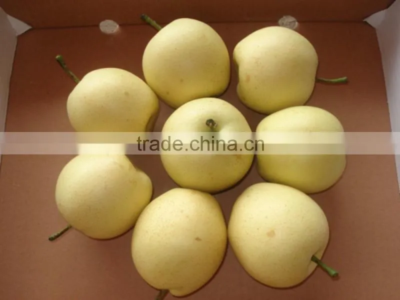 New crop ya pear of China fruit with best quality