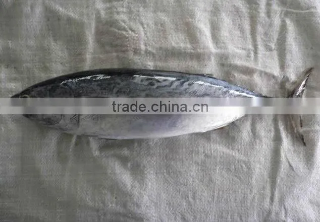 Frozen Bonito tuna Fish whole