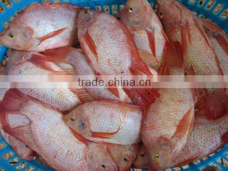 frozen red tilapia fish from China IQF