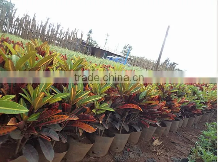 multi color leaves foliage Codiaeum variegatum of outdoor landscaping decorative ornamental plants