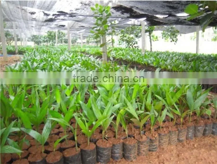 Areca catechu trees