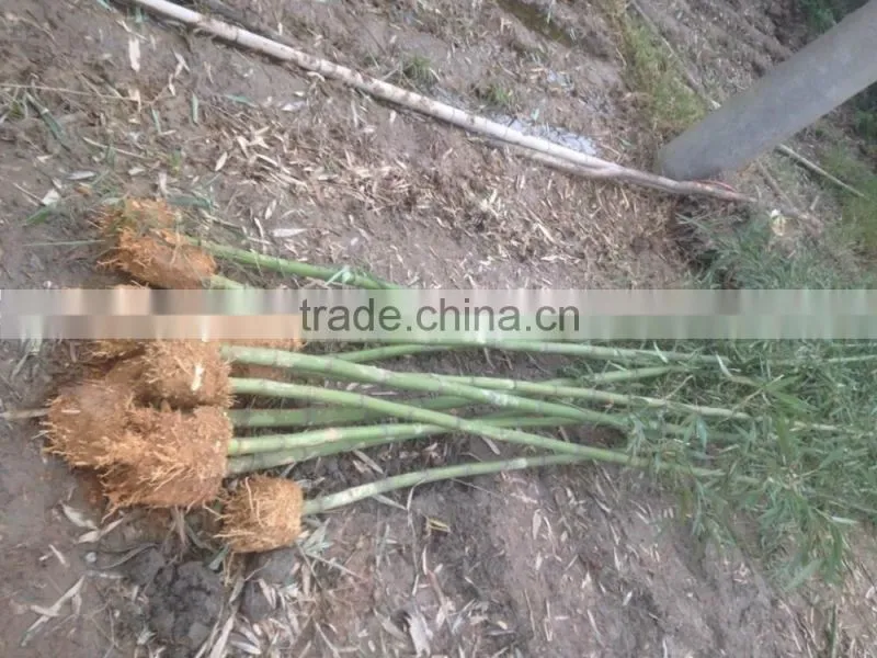 Perennial plants bamboo seedling