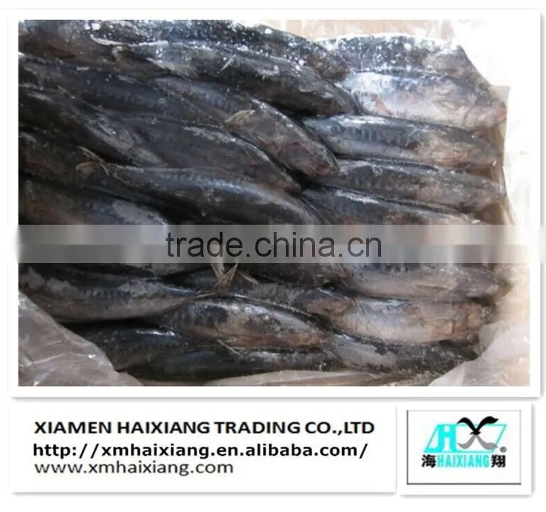 Price for frozen horse mackerel fish