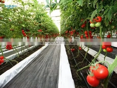 Commercial Greenhouse used