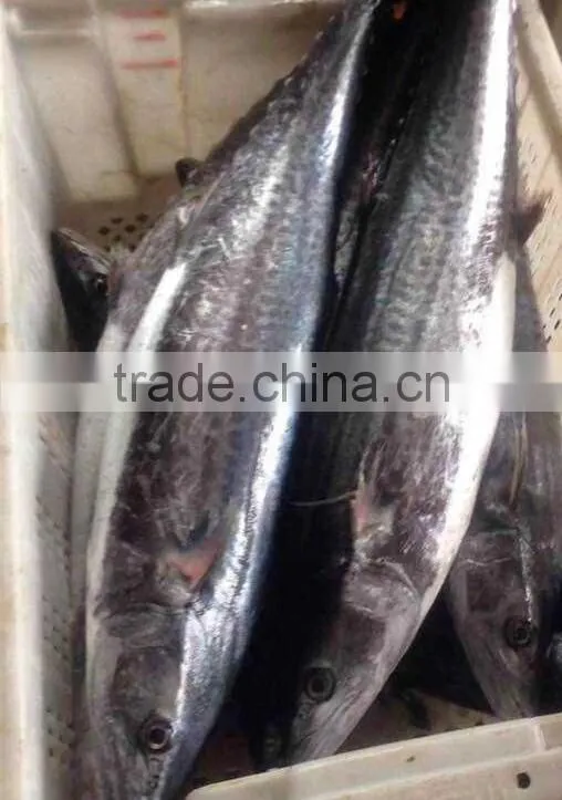 Fish Product Type And Horse Mackerel Variety Fresh Fish