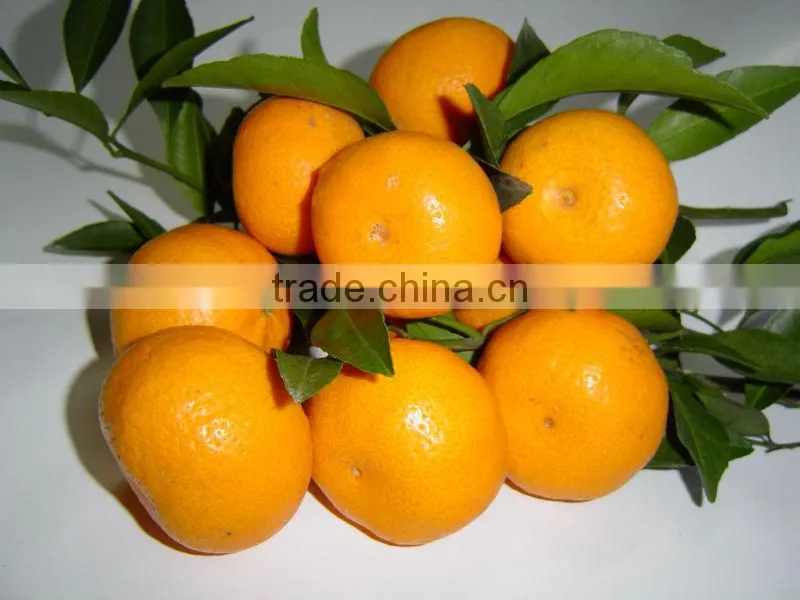 China orange fresh