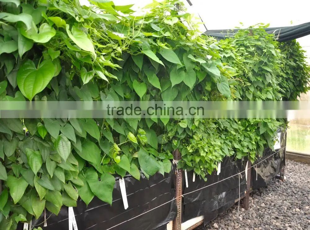Vietnam Frozen Purple Yam Tuber root/ yam flour