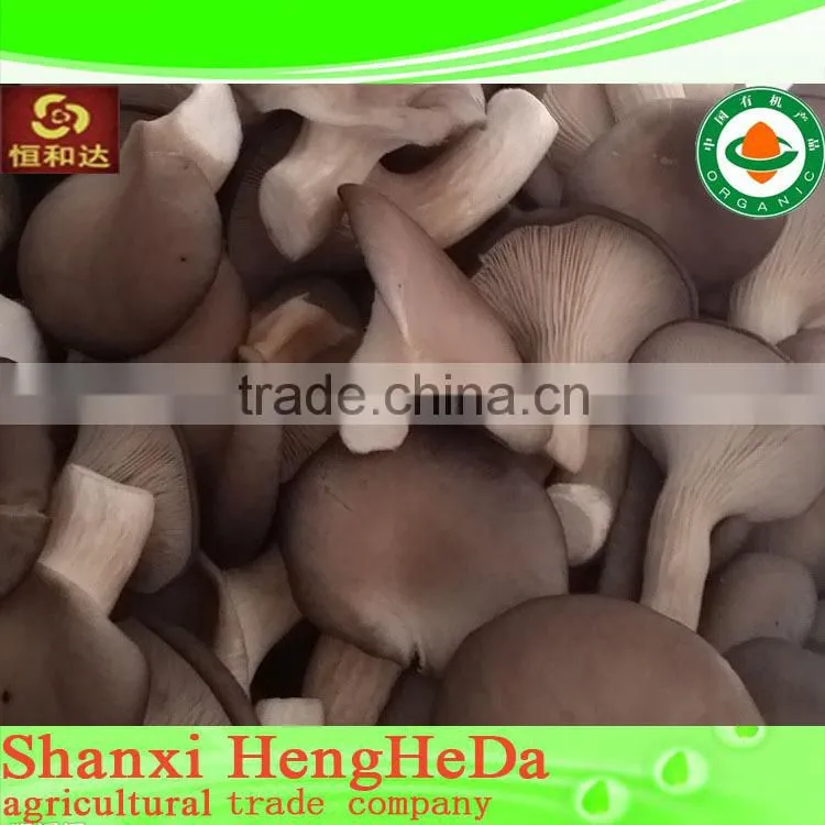 best selling Chinese style fresh mushroom in plastic drums