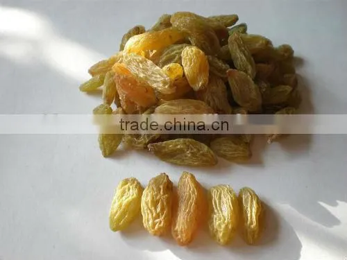 china wholesale seedless dried raisin