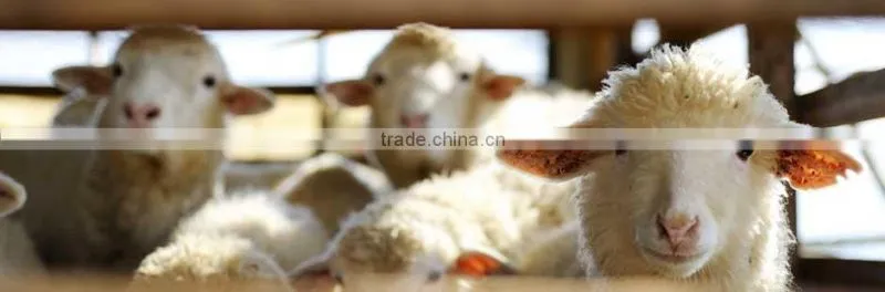 Sheep scoured carded wool waste 24-34mic for felting