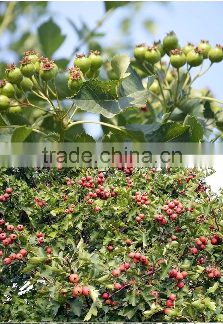 Hawthorn tree seedling