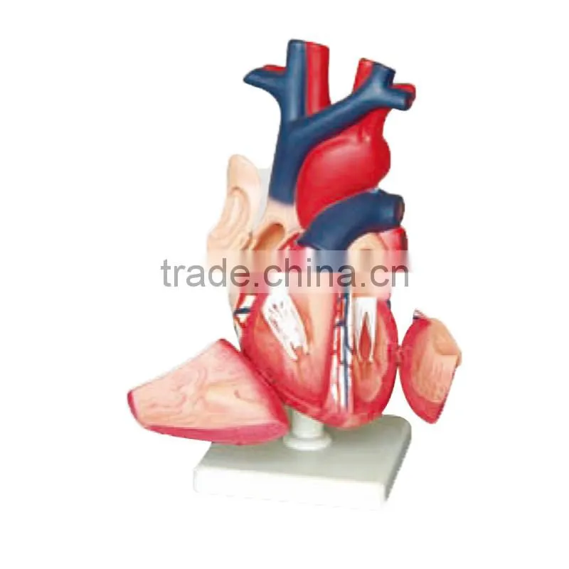 ISO Certificate teaching Usage human heart anatomical model