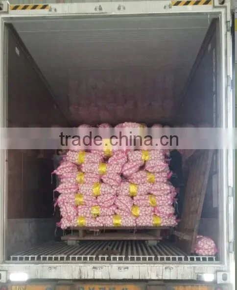 pure white garlic