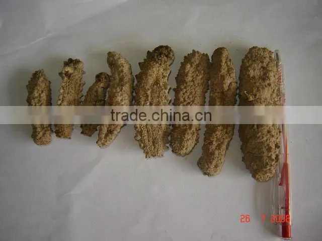 Dried Sea cucumber/ Dried Trepang