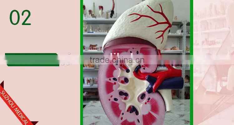 Kidney model with adrenal
