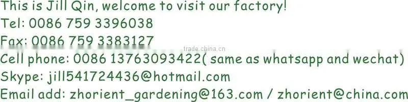 DRACAENA SANDERIANA 10cm-80cm straight lucky bamboo bonsai hot sale in USA market indoor ornamental water aquatic plants