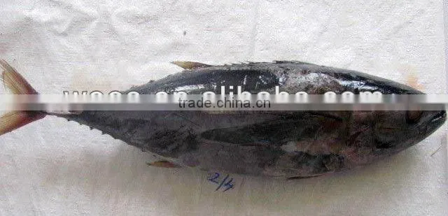 frozen fresh yellowfin tuna fish for sale