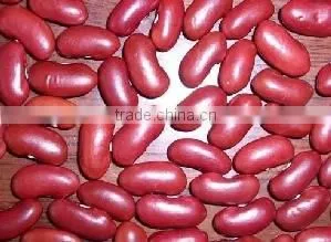 British Red Kidney Beans Crop 2015