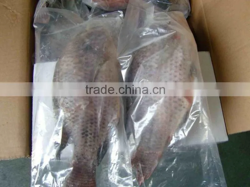 black tilapia tilapia gutted and scaled cleaning tilapia