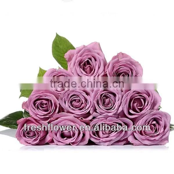 Rose varieties flowers