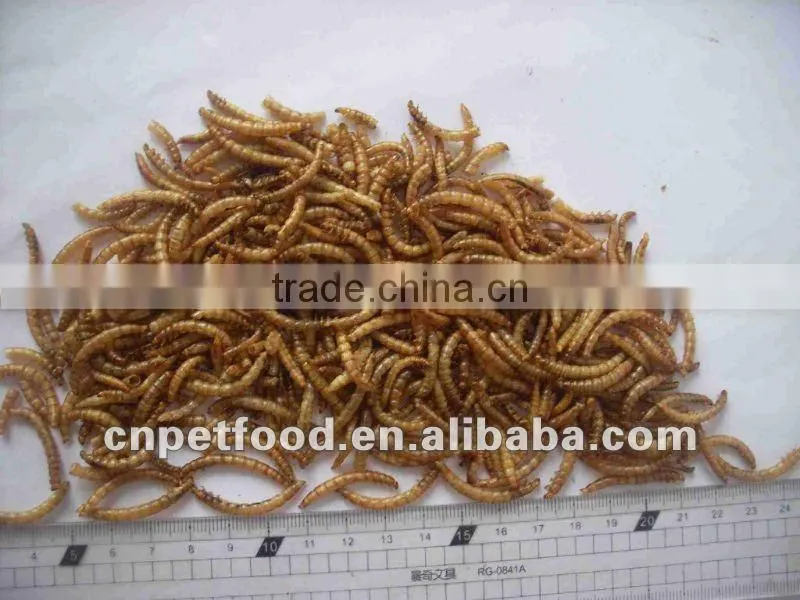 Dried Tenebrio Molitor Reptile Feeding