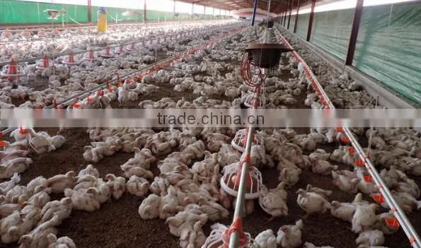 china poultry feeding machine price/automatic poultry feeding machine with price for sale