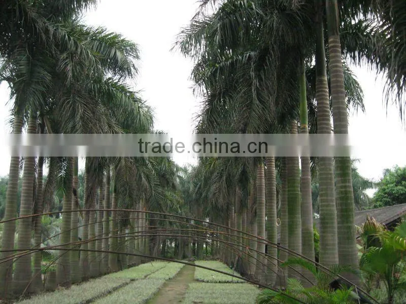royal palm trees