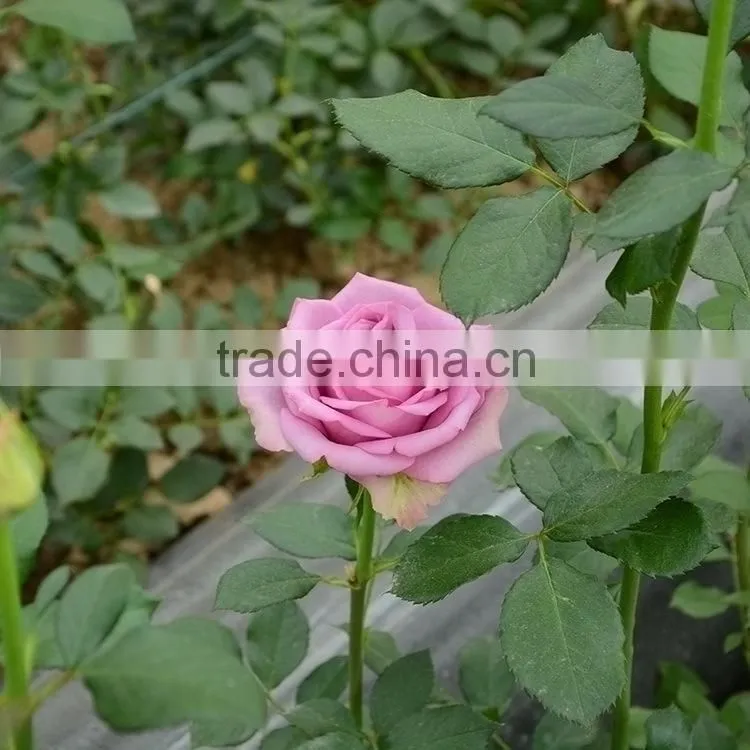 Popular sprayed rose rose flower gold decoration