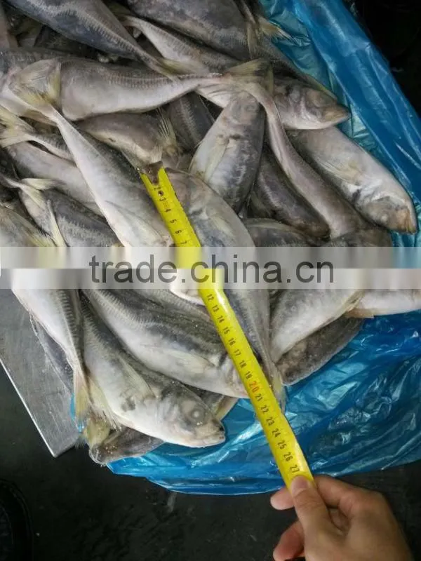 14cm 16cm 18cm 20cm trachurus horse mackerel