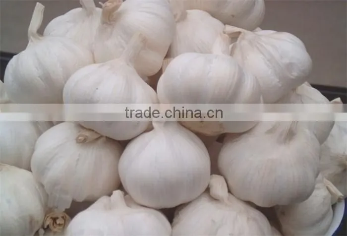 chinese garlic