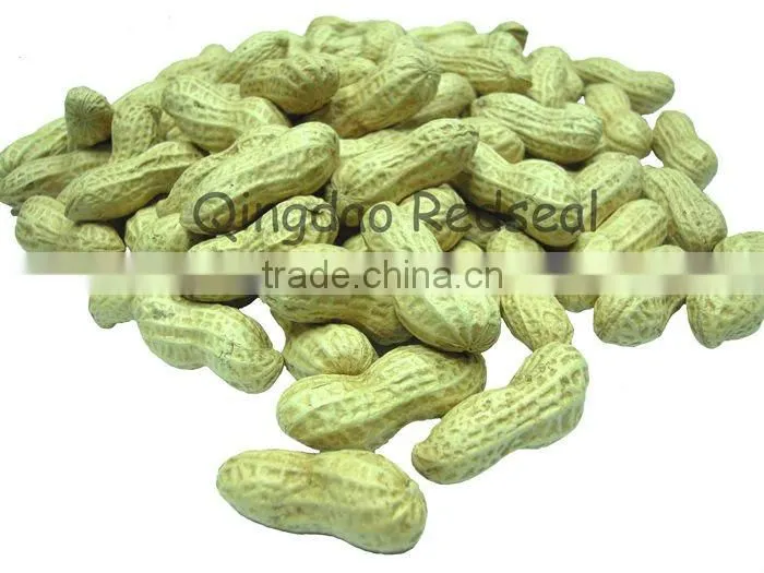 Roasted peanuts in shell