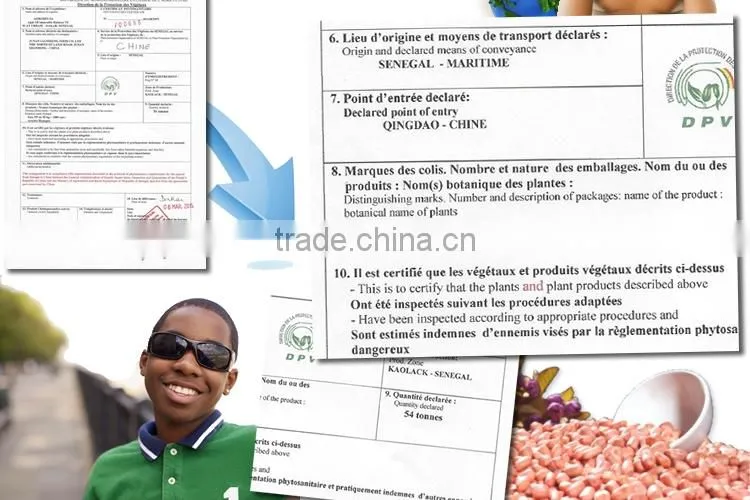 Grade A JAVA 60/70 Senegal African Peanut Kernel red skin peanut butter freight to Qingdao world-wide sales