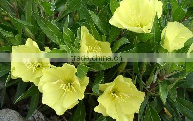 Nutritional evening primrose oil