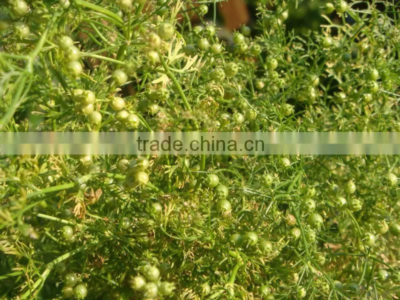 Coriander seeds