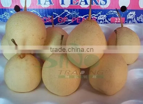 fresh gong pear 2012