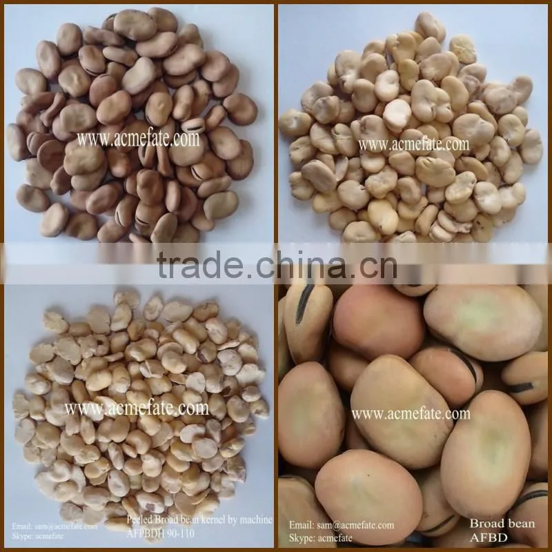 hot sales delicious Dry Broad Beans/fava Beans