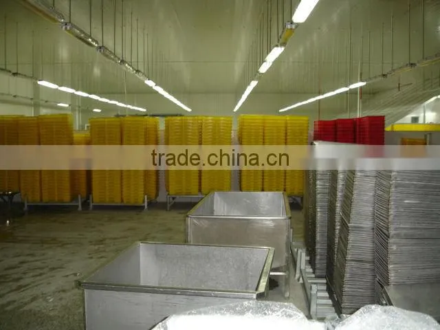 IQF frozen peeled ginger, chinese golden supplier