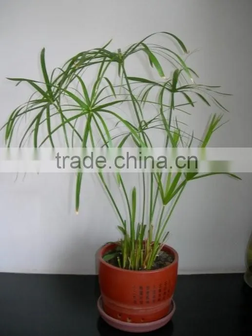 fishscale bamboo bonsai