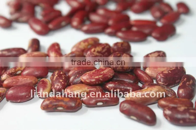 Pinto Beans