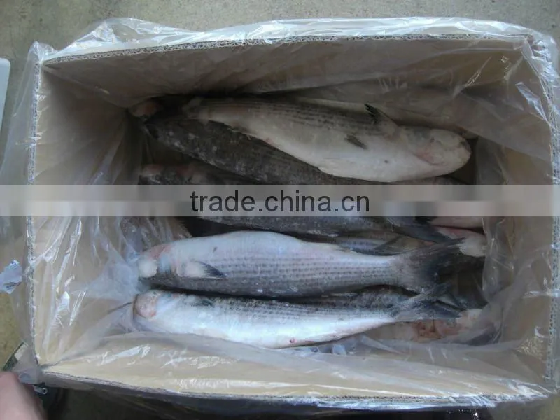 fresh whole round frozen mullet fish
