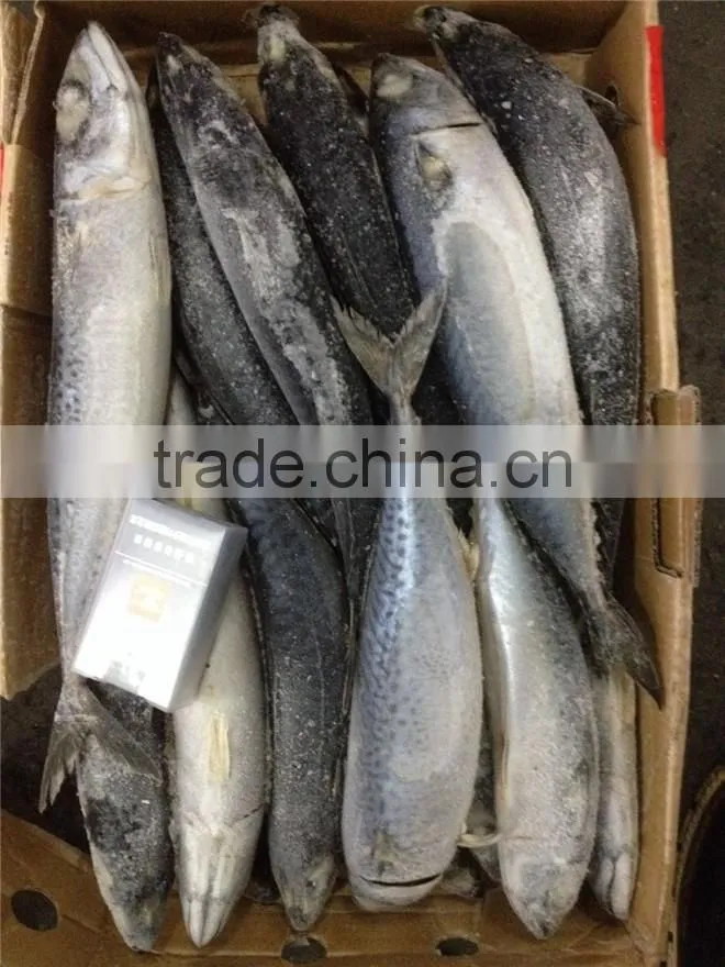 frozen good quality pacific mackerel
